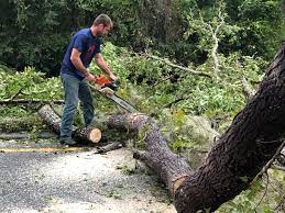 Best Lot and Land Clearing  in Luverne, AL