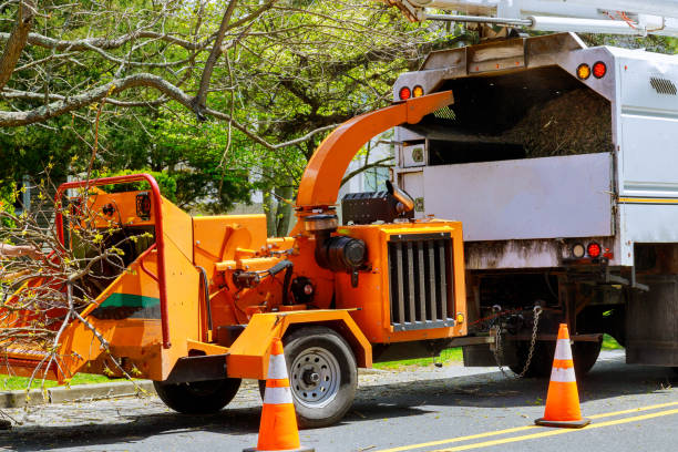 Best Tree Cabling and Bracing  in Luverne, AL