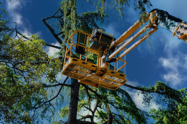 Best Firewood Processing and Delivery  in Luverne, AL