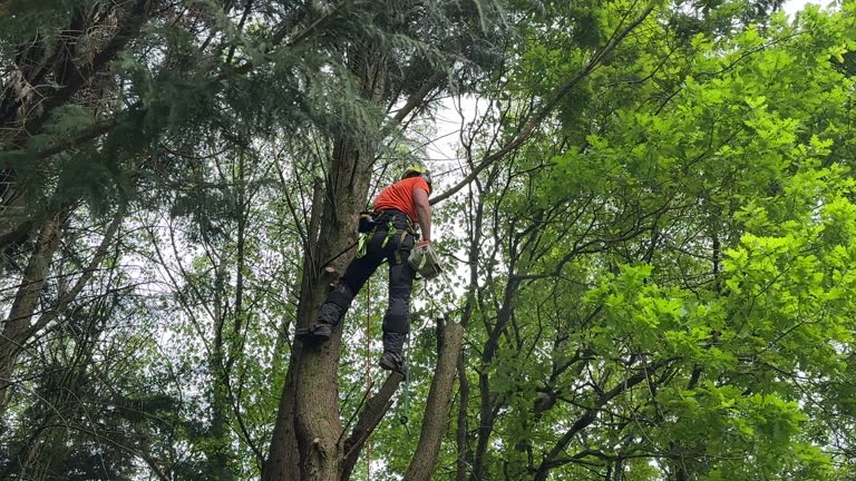Lawn Pest Prevention in Luverne, AL