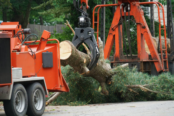 Best Tree Disease Treatment  in Luverne, AL