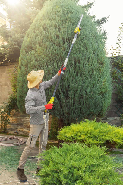 How Our Tree Care Process Works  in  Luverne, AL