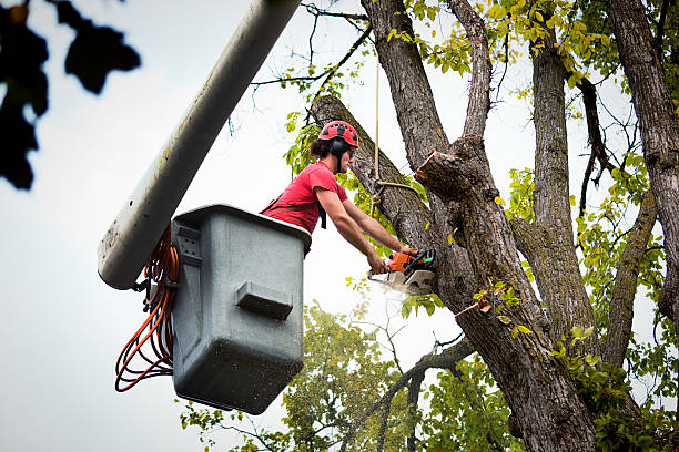 Best Utility Line Clearance  in Luverne, AL
