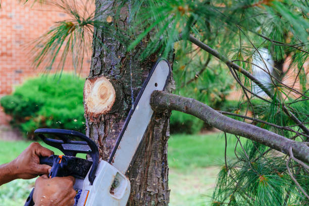 Best Tree Mulching  in Luverne, AL